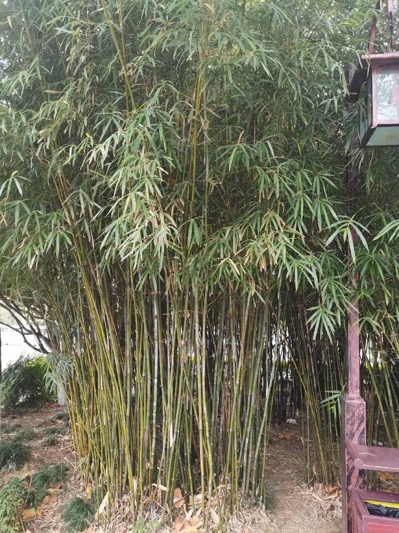 孝顺竹，慈孝竹，海量产地直销，现挖现卖，欢迎订购，全国