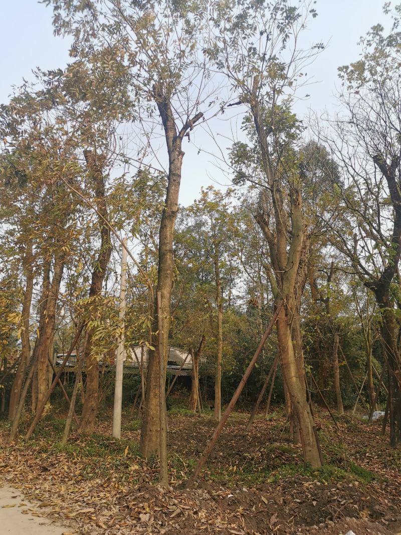 苗圃直供各规格断头无患子，保质保量，规格齐全