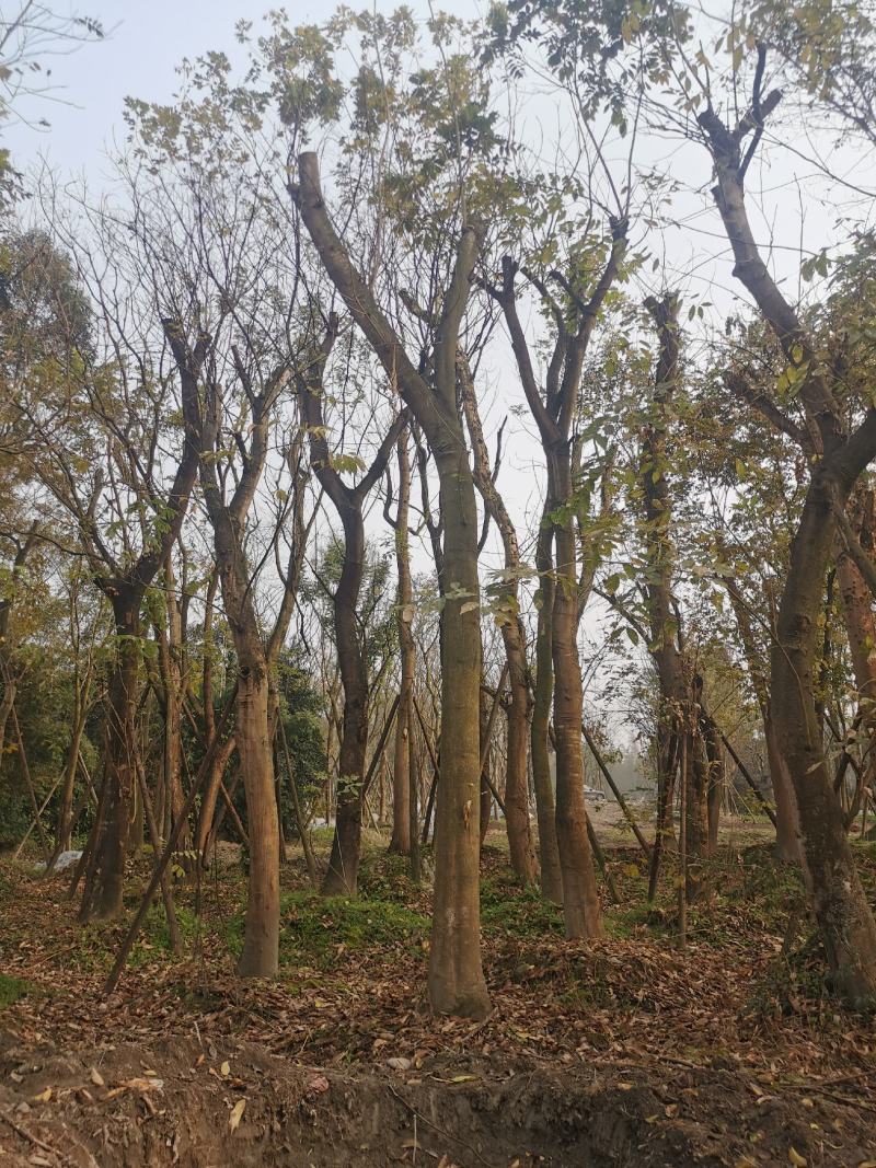 苗圃直供各规格断头无患子，保质保量，规格齐全