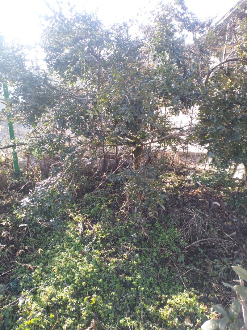 小叶黄杨村（高山四季绿）