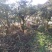 小叶黄杨村（高山四季绿）