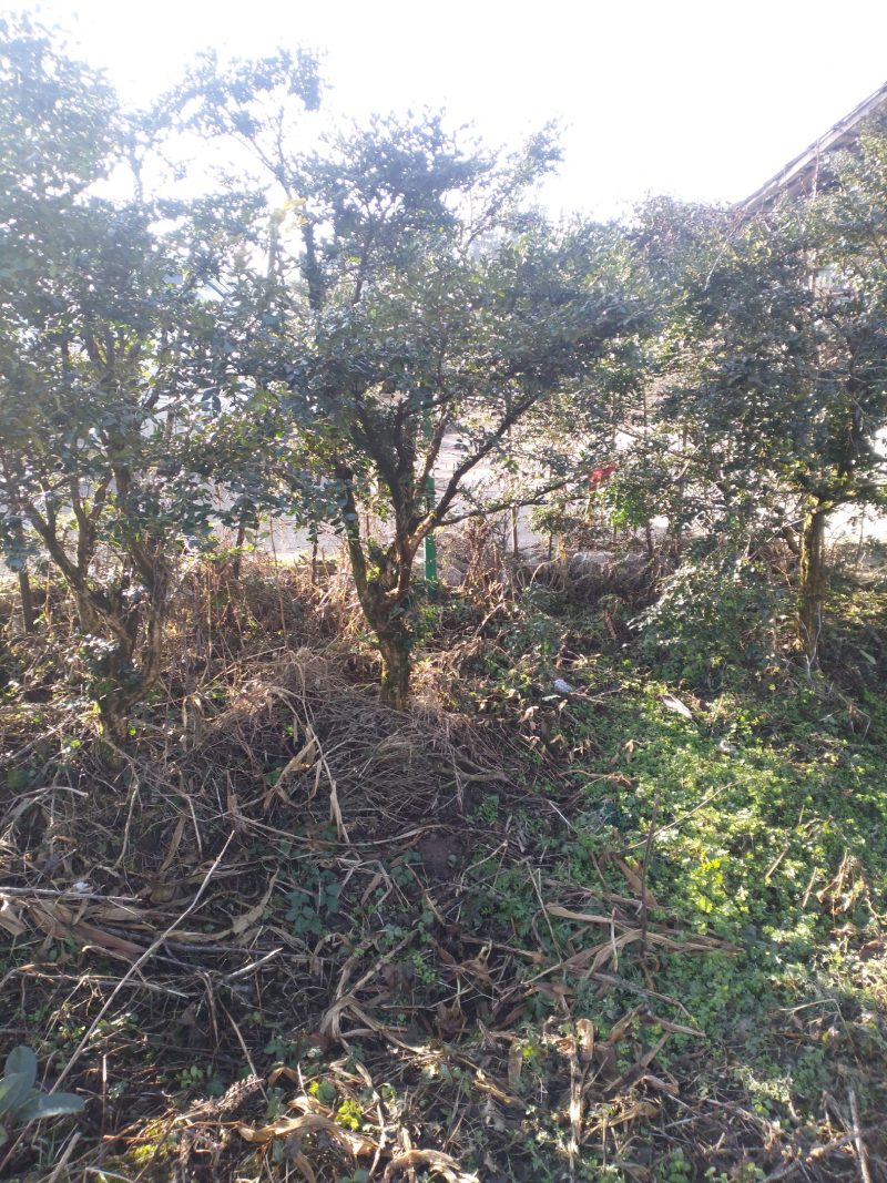 小叶黄杨村（高山四季绿）