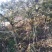 小叶黄杨村（高山四季绿）