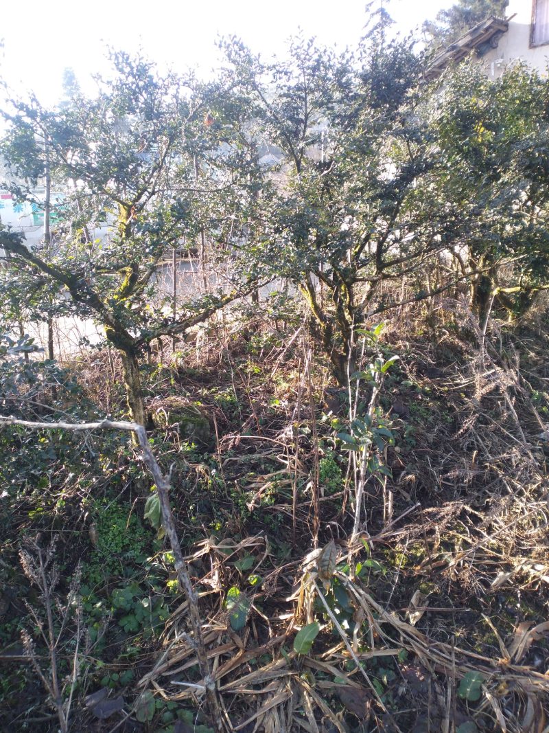 小叶黄杨村（高山四季绿）