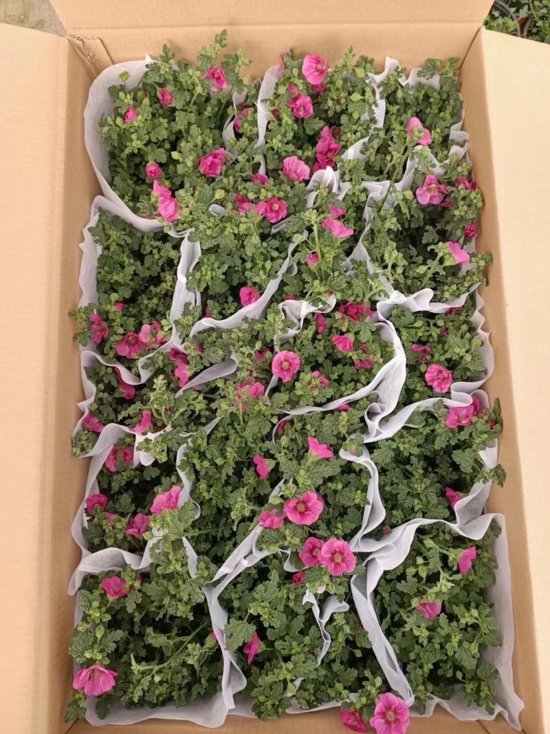小木槿，自产自销，自家基地，规格齐全，保质保量