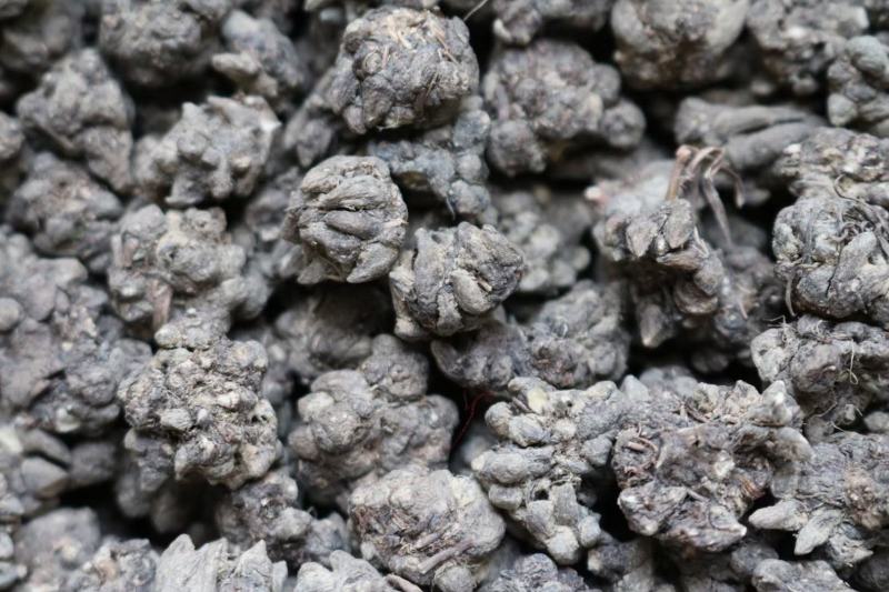 种植猫爪草个头完整没有碎