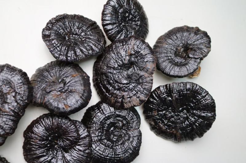 精选白底黑灵芝个头完整没有碎