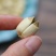 AA白莲子个头完整没有碎漂亮货