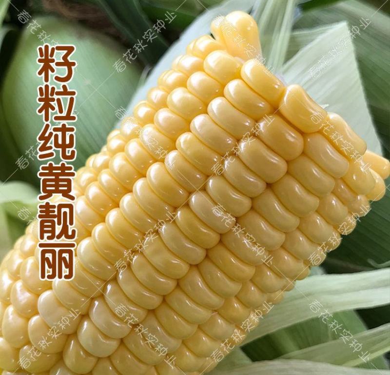 3斤5斤10斤现摘新鲜水果玉米非转基因甜玉米爆浆水果玉米