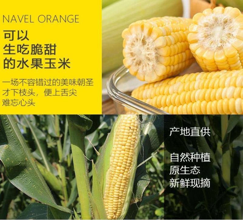 3斤5斤10斤现摘新鲜水果玉米非转基因甜玉米爆浆水果玉米