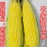 3斤5斤10斤现摘新鲜水果玉米非转基因甜玉米爆浆水果玉米
