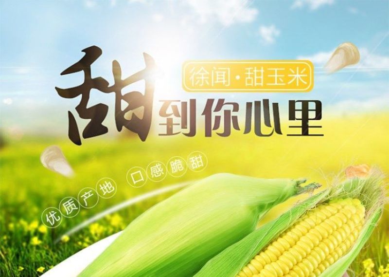3斤5斤10斤现摘新鲜水果玉米非转基因甜玉米爆浆水果玉米