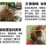 抗重茬生根粉微生物菌肥生根养根预防烂根死苗根肿猝倒根