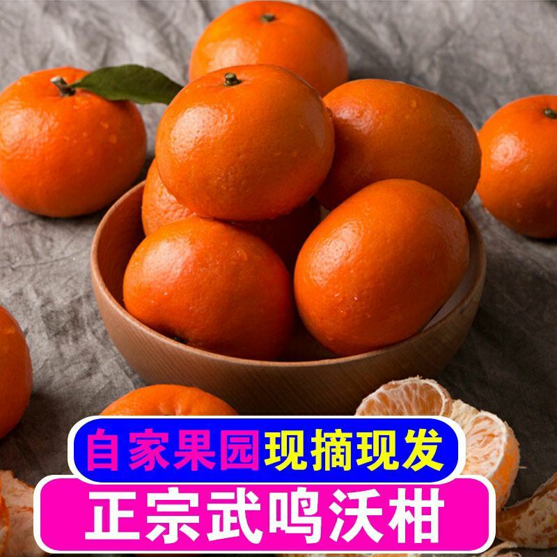 沃柑产地直供看货采摘诚信供应商欢迎订购