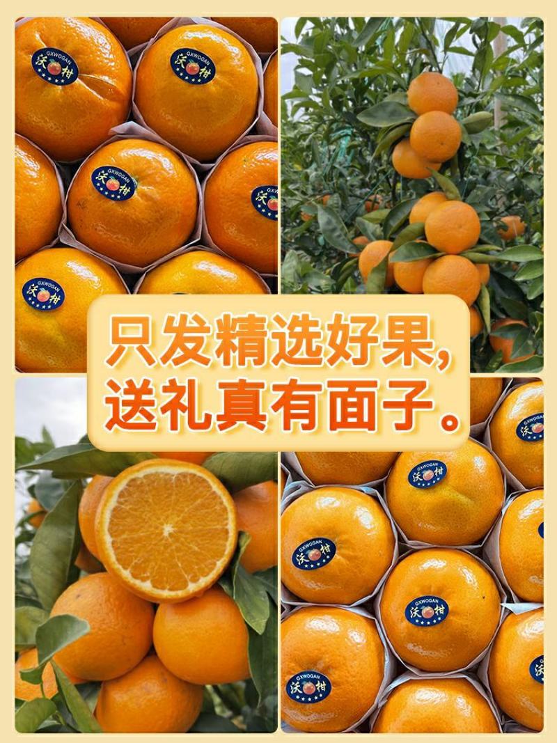 沃柑产地直供看货采摘诚信供应商欢迎订购
