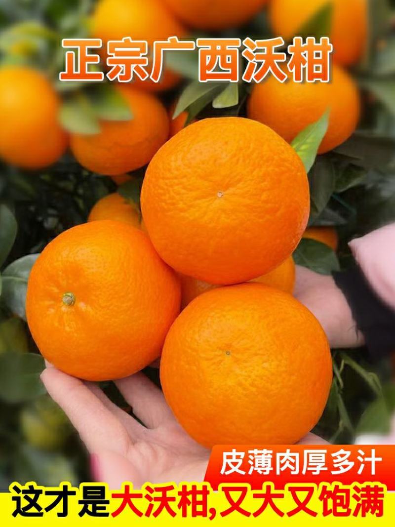 沃柑产地直供看货采摘诚信供应商欢迎订购