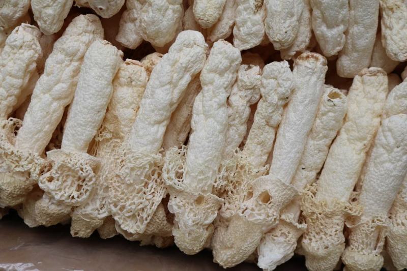 特级精选贵州野生大号AAA竹笙