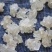 特上雪燕（全白，雪花）个头完整没有碎