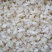 特上雪燕（全白，雪花）个头完整没有碎