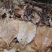 .阿根廷鱿鱼干新鲜个头完整
