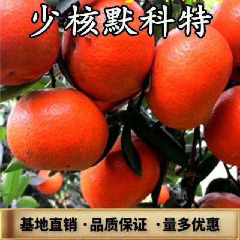 默科特入口化渣，产地现场采摘支持发货欢迎订购
