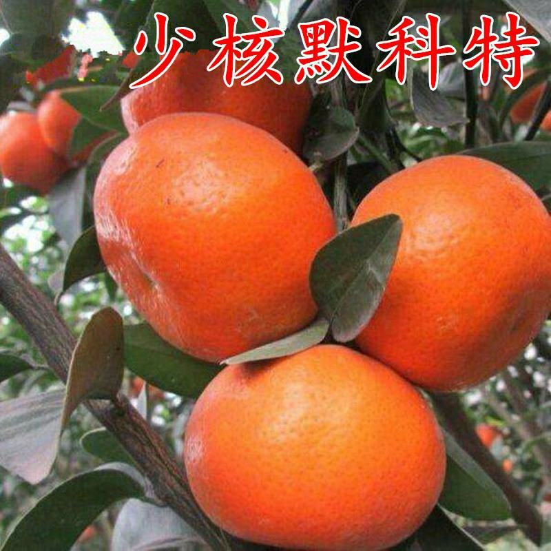 默科特入口化渣，产地现场采摘支持发货欢迎订购
