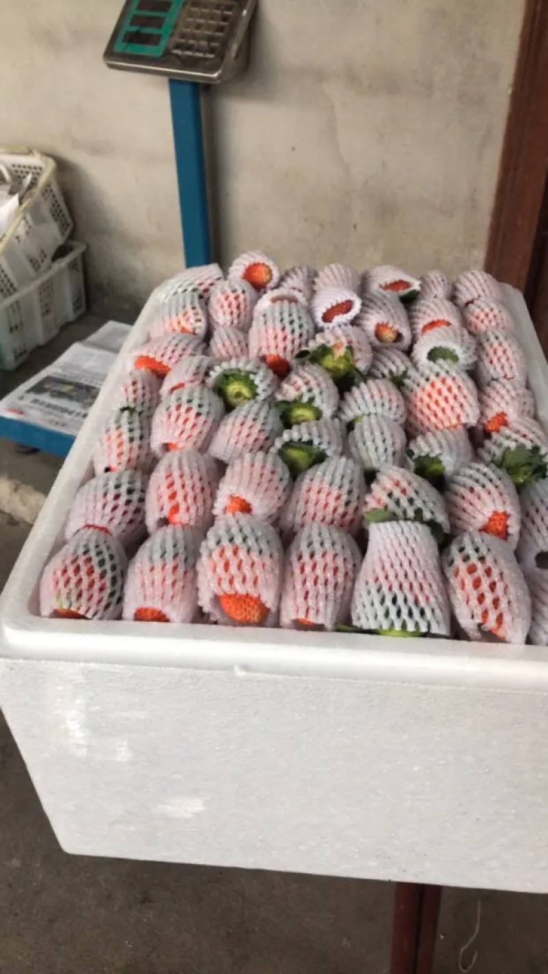 四川德昌冬草莓露天种植阳光草莓电微商一件代发，量大从优