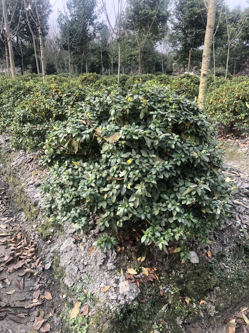 杜鹃球，50—1.5米杜鹃球，成都杜鹃球种植批发