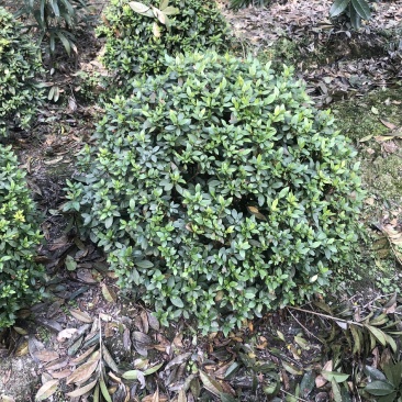 杜鹃球，50—1.5米杜鹃球，成都杜鹃球种植批发