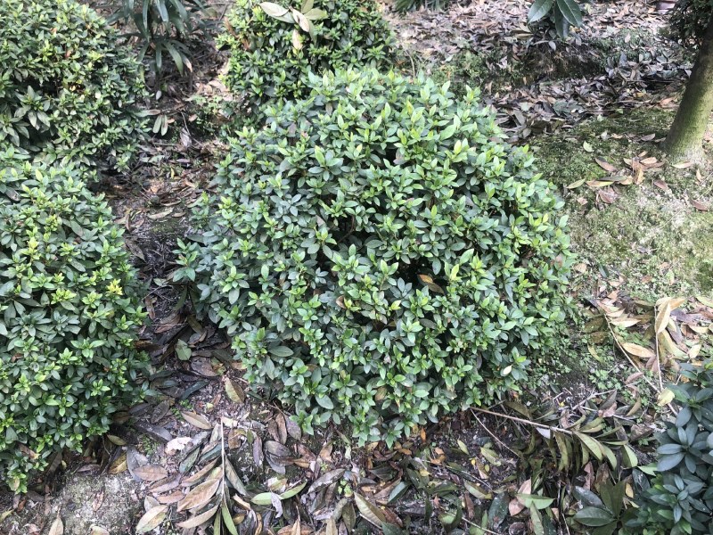 杜鹃球，50—1.5米杜鹃球，成都杜鹃球种植批发