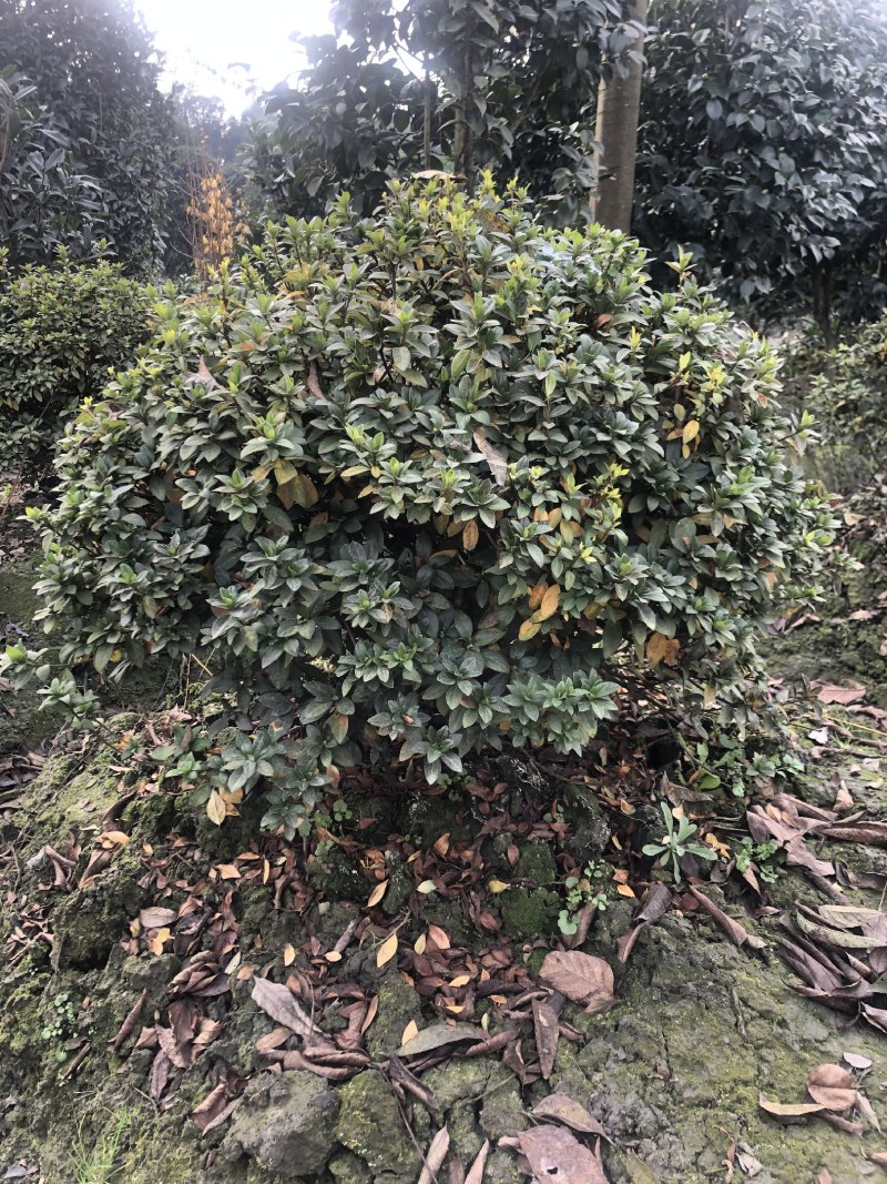 杜鹃球，50—1.5米杜鹃球，成都杜鹃球种植批发