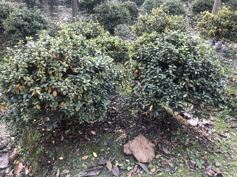 杜鹃球，50—1.5米杜鹃球，成都杜鹃球种植批发
