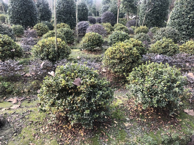 杜鹃球，50—1.5米杜鹃球，成都杜鹃球种植批发