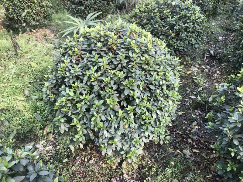 杜鹃球，50—1.5米杜鹃球，成都杜鹃球种植批发