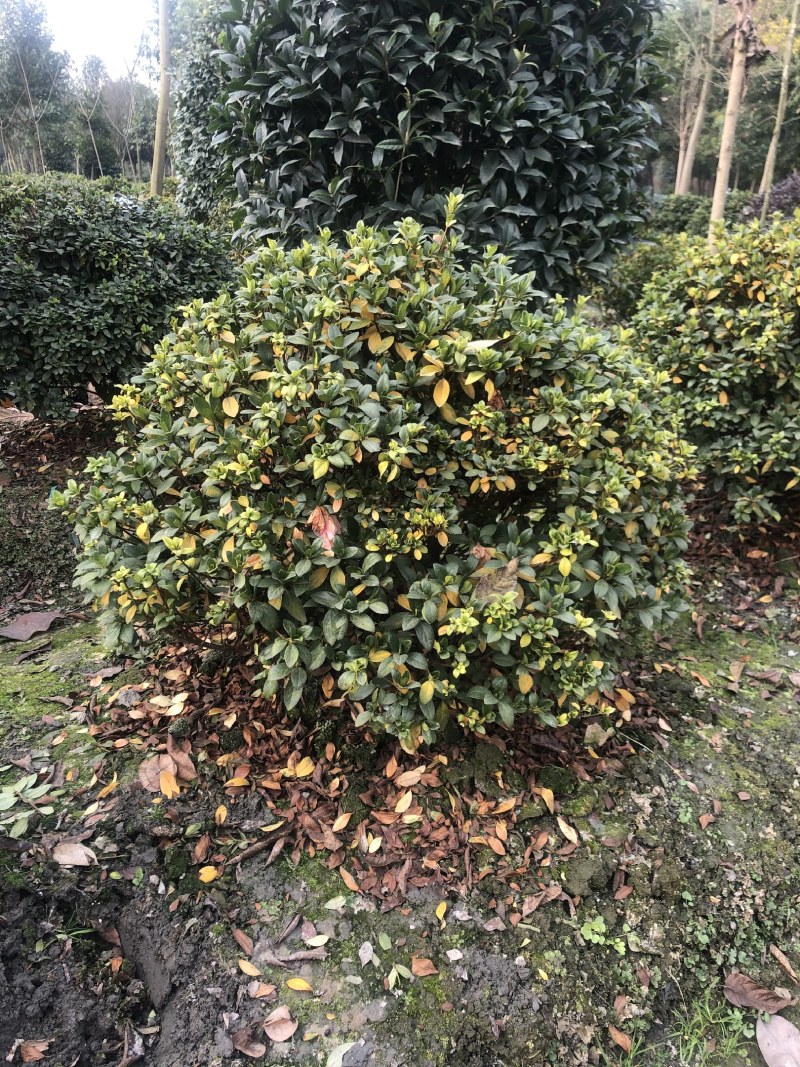 杜鹃球，50—1.5米杜鹃球，成都杜鹃球种植批发
