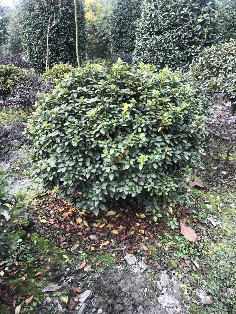 杜鹃球，50—1.5米杜鹃球，成都杜鹃球种植批发