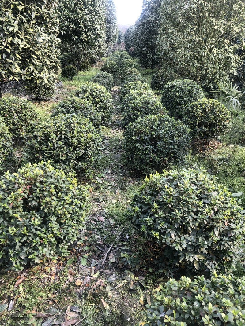 杜鹃球，50—1.5米杜鹃球，成都杜鹃球种植批发