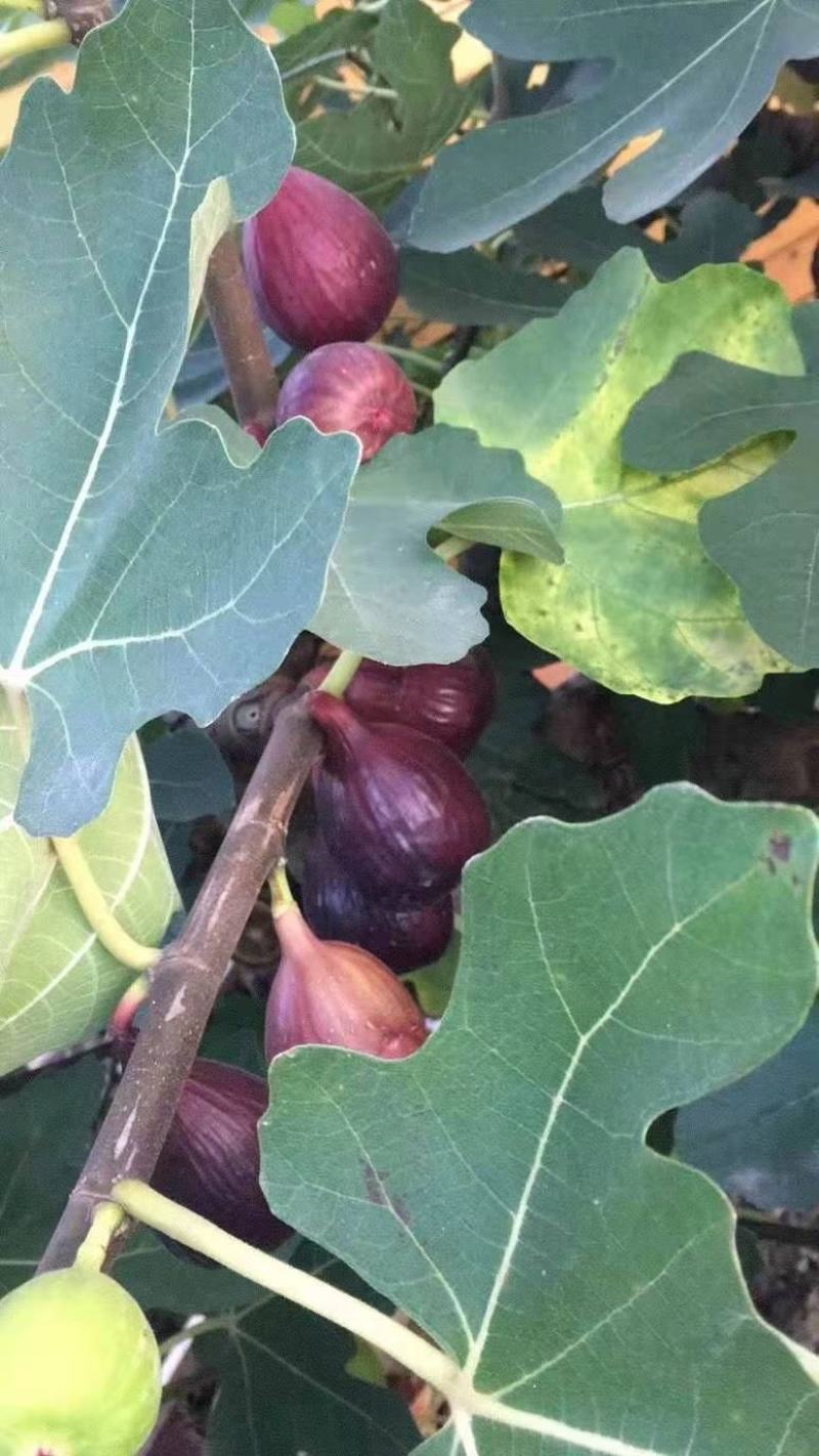 优质嫁接无花果苗一手货源自家苗圃包成活