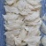 半干挑中大条印尼燕窝95干度50g490元