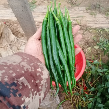 黑线椒，山东大棚精品黑线椒