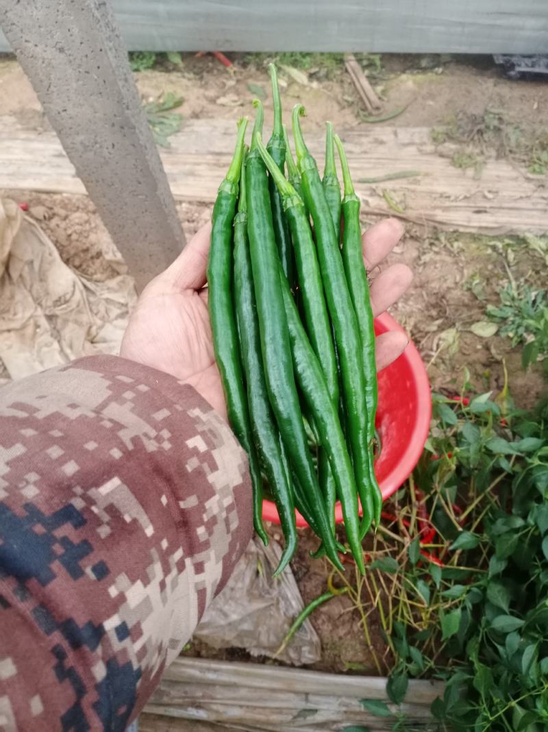 黑线椒，山东大棚精品黑线椒