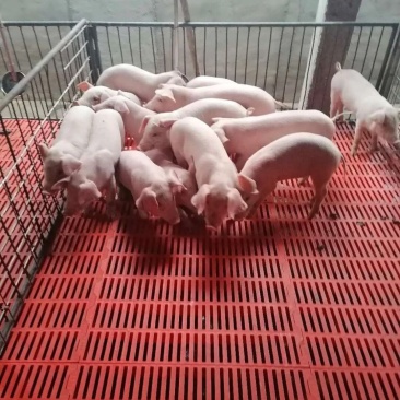 自家养猪场值得信赖防疫到位