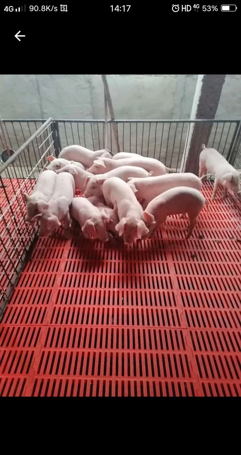 自家养猪场值得信赖防疫到位