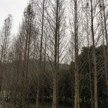 水杉诚信经营以质量求生存欢迎大家前来实地考察