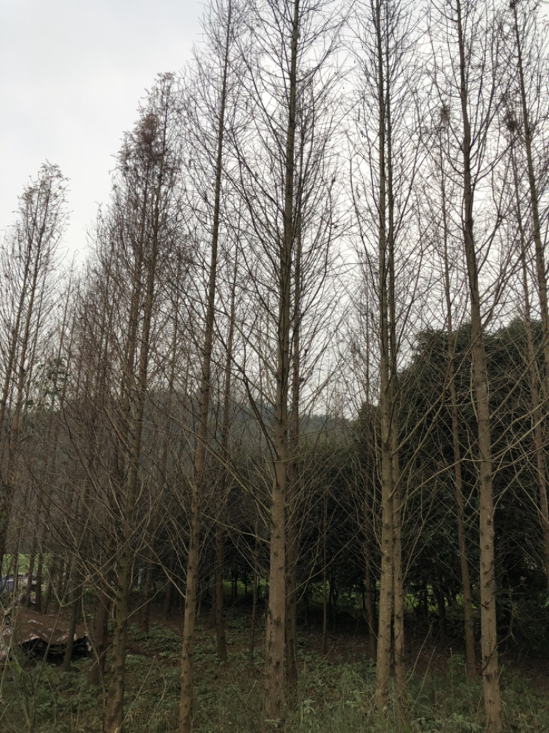 水杉诚信经营以质量求生存欢迎大家前来实地考察