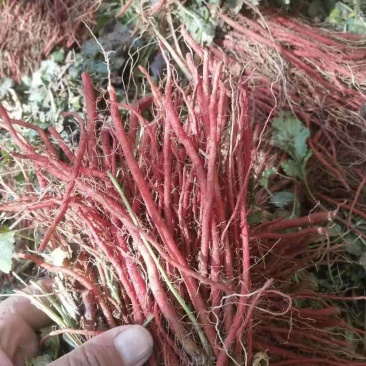 丹参苗子，1山东丹参种苗，批发零售管收购，需要的话联系我
