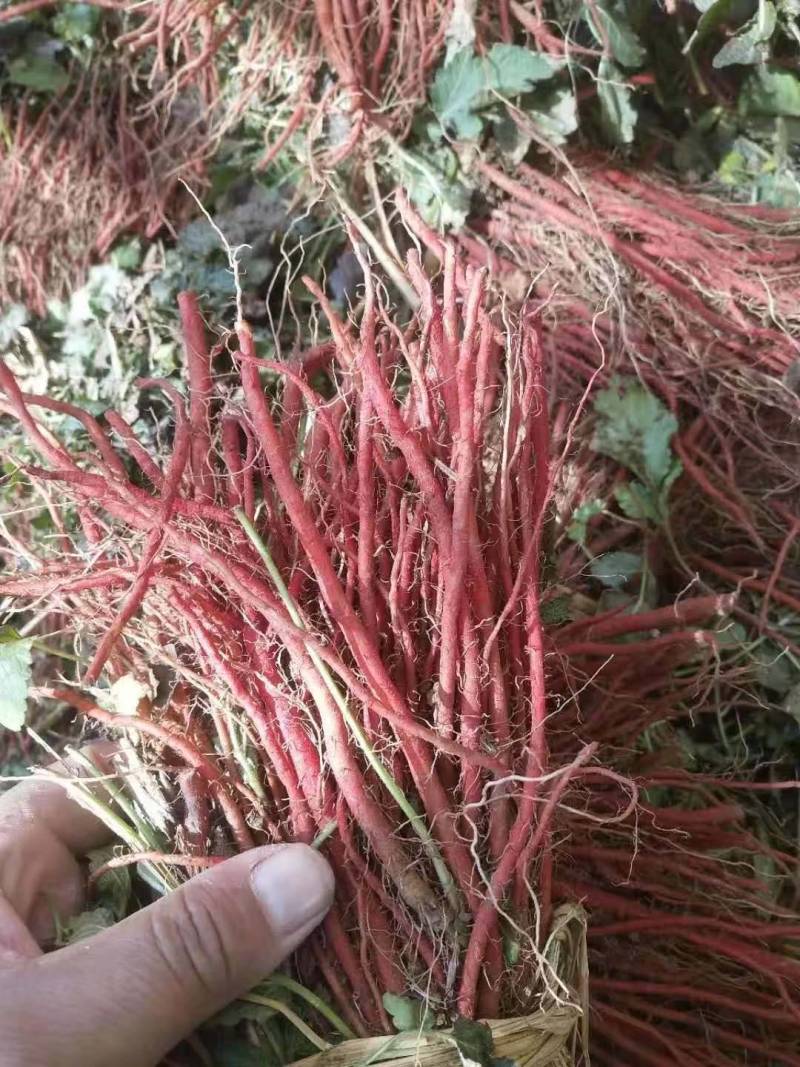 丹参苗子，1山东丹参种苗，批发零售管收购，需要的话联系我