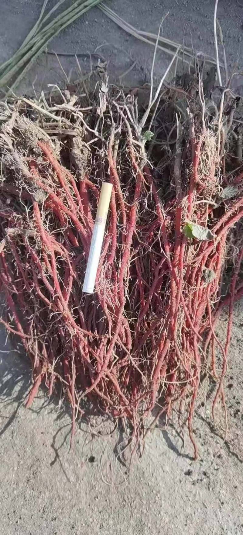 丹参苗子，1山东丹参种苗，批发零售管收购，需要的话联系我