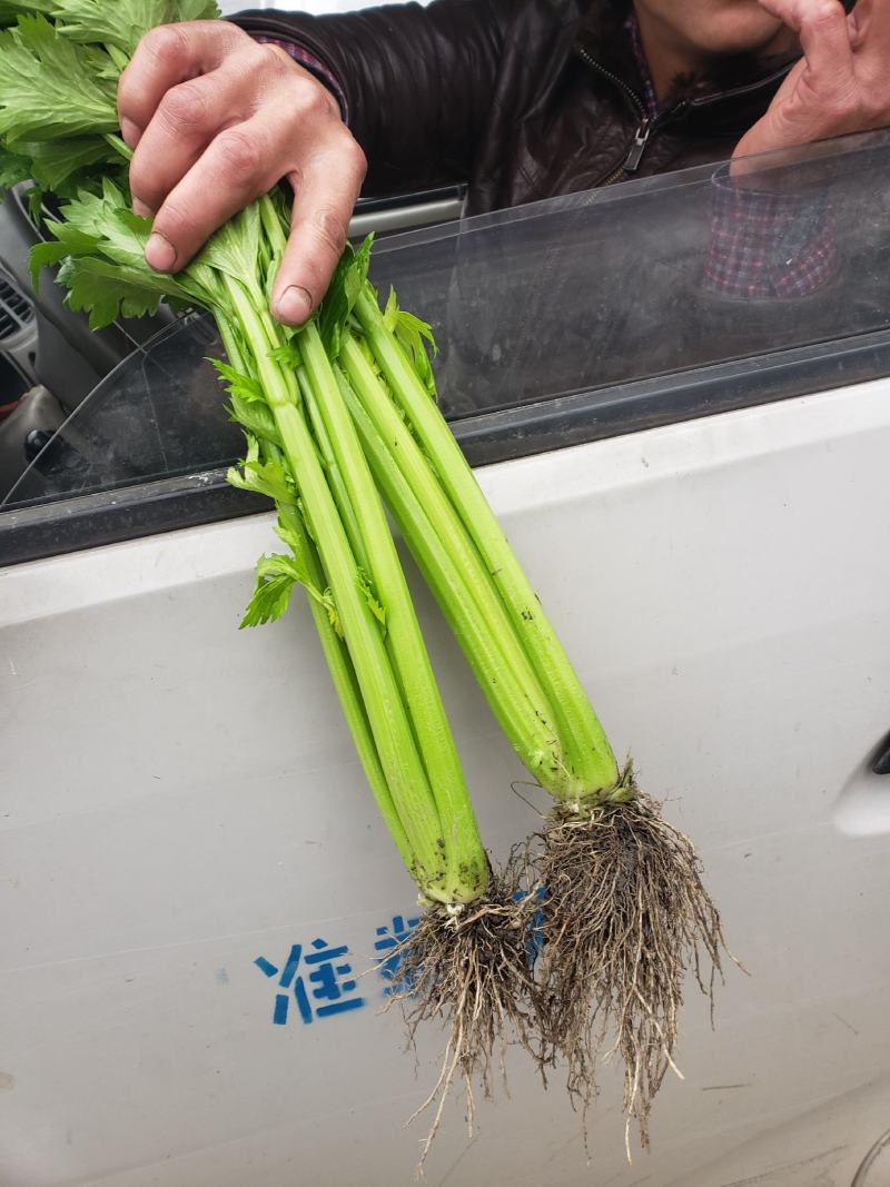 蔬菜黑牛皮莴笋，红尖叶，花叶，竹简青