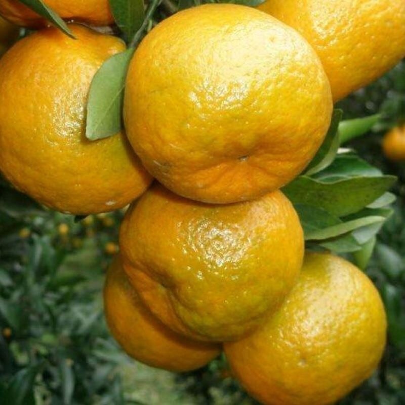 衢州椪柑橘子柑橘新鲜绿色果园直发10斤一箱20斤一箱都有